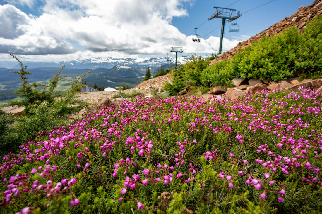 Summer at Mt Washington Alpine Resort