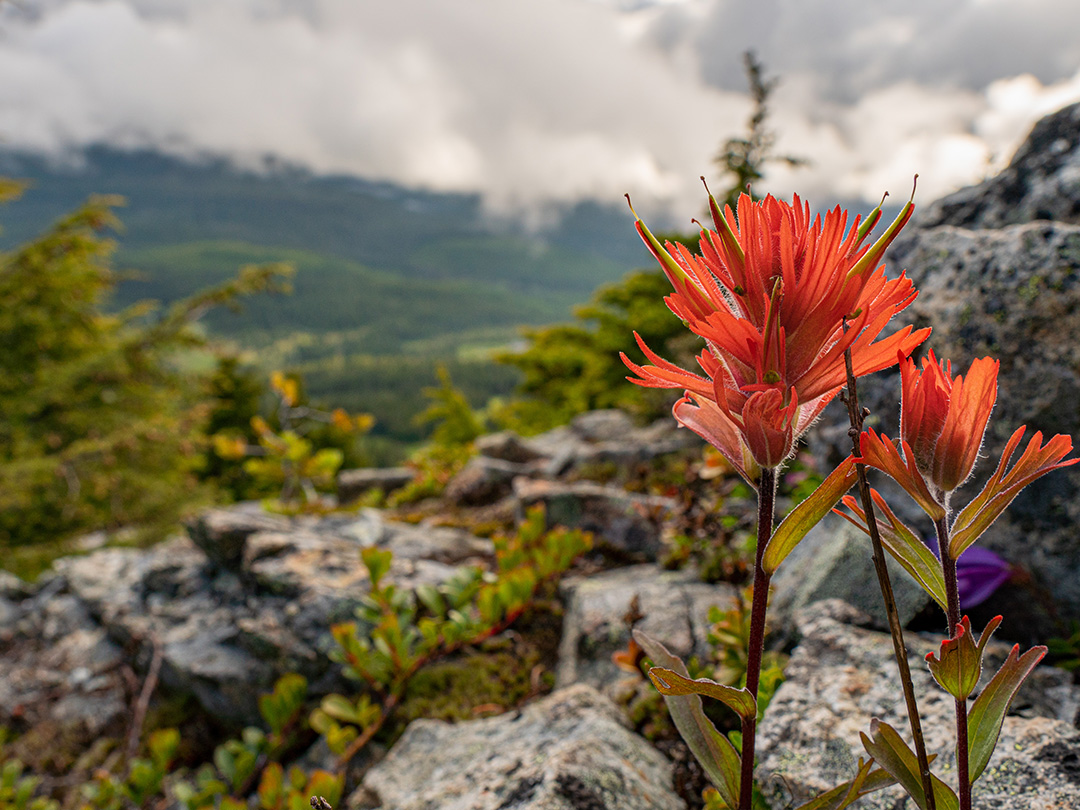 Alpine wildflowers on Mount Washington