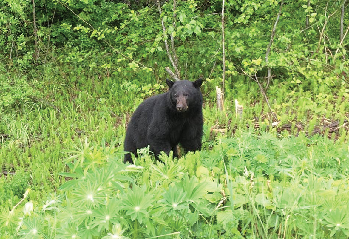 Black bear in the alpine
